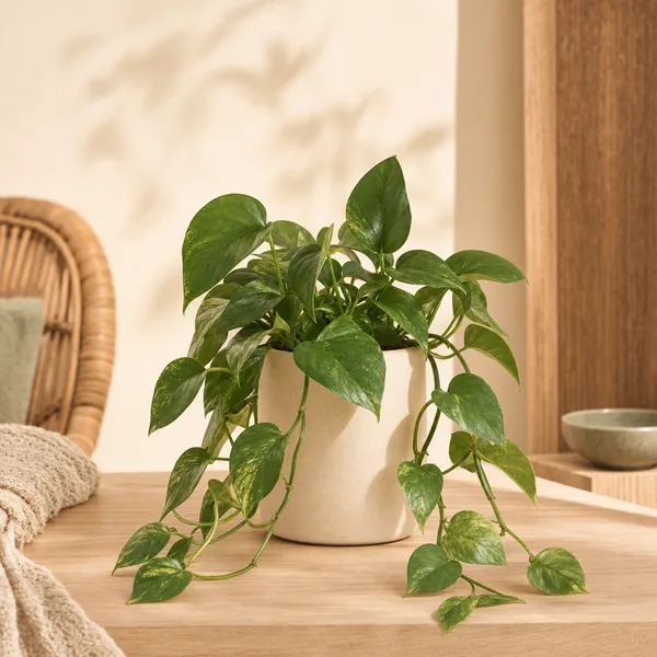 Trailing Pothos